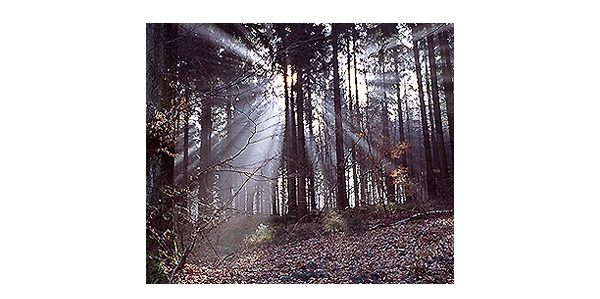 ZEISS蔡司 Biogon T* 2.8/21 ZM - 詳情3