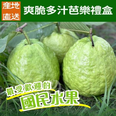 【初品果】產地直送黃金蜜芭樂禮盒5斤6-10顆x4盒-冷藏配送