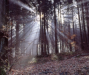 ZEISS蔡司 Distagon T* 1.4/35 ZM - 詳情4