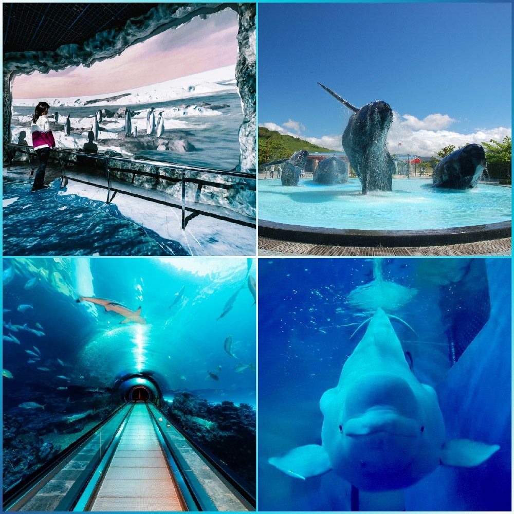 屏東/墾丁【海洋生物博物館】單日門票| 主題樂園| Yahoo購物中心