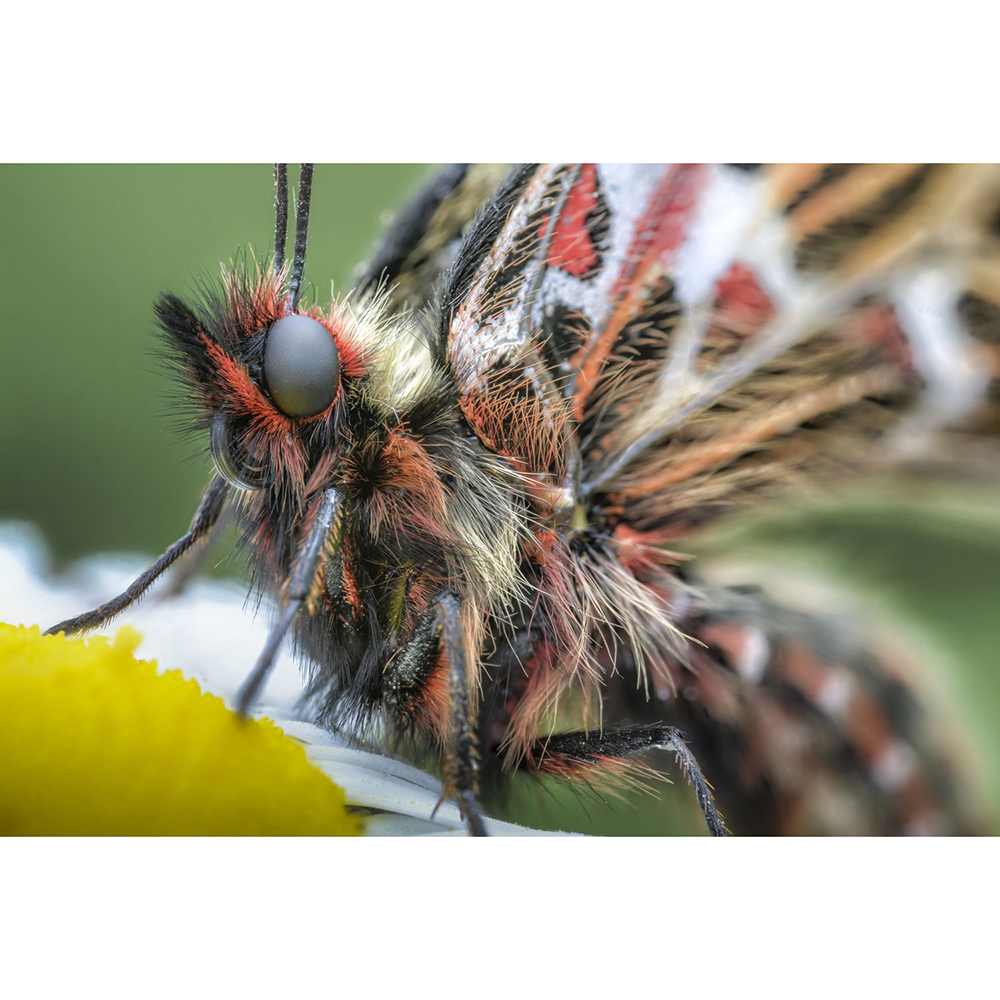 LAOWA 老蛙100mm F2.8 CA-Dreamer Macro 2x 微距鏡頭(公司貨) 手動對焦