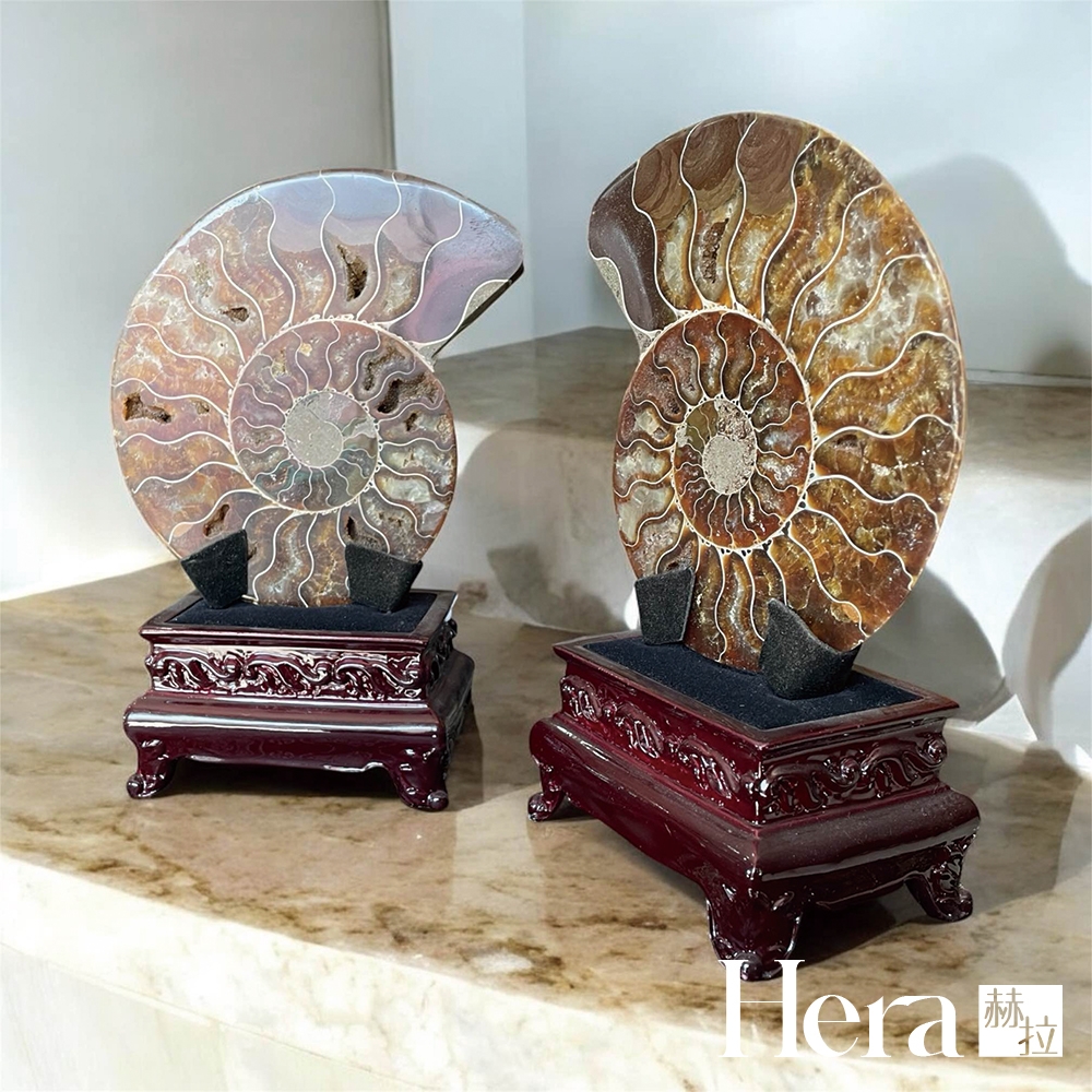 HERA赫拉】吉祥招財斑彩螺擺件| 招財樹| Yahoo購物中心