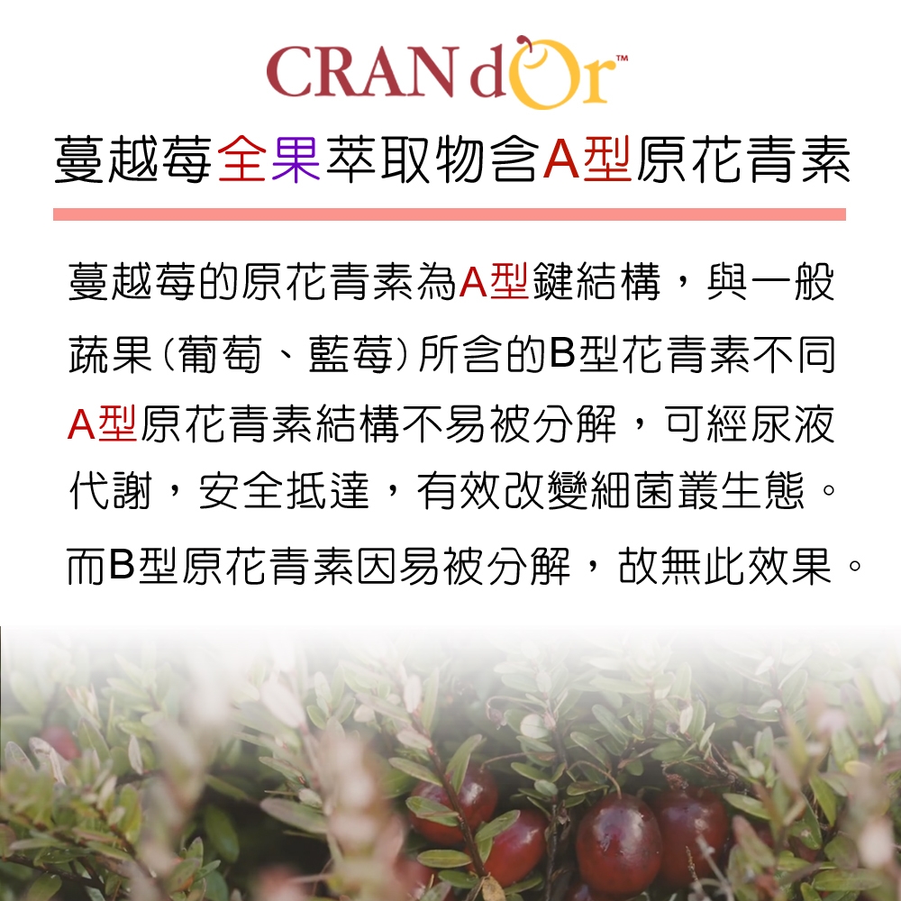 蔓越莓全果萃取物含A型原花青素蔓越莓的原花青素為A型鍵結構,與一般蔬果(葡萄、藍莓)所含的B型花青素不同A型原花青素結構不易被分解,可經尿液代謝,安全抵達,有效改變細菌叢生態。而B型原花青素易被分解,故無此效果。
