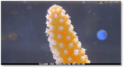 Brinno BCC2000+ - 詳情53