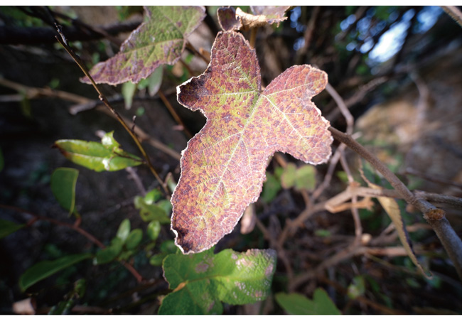 LOWA老蛙 9mm F/2.8 C&D-Dreamer - 詳情1