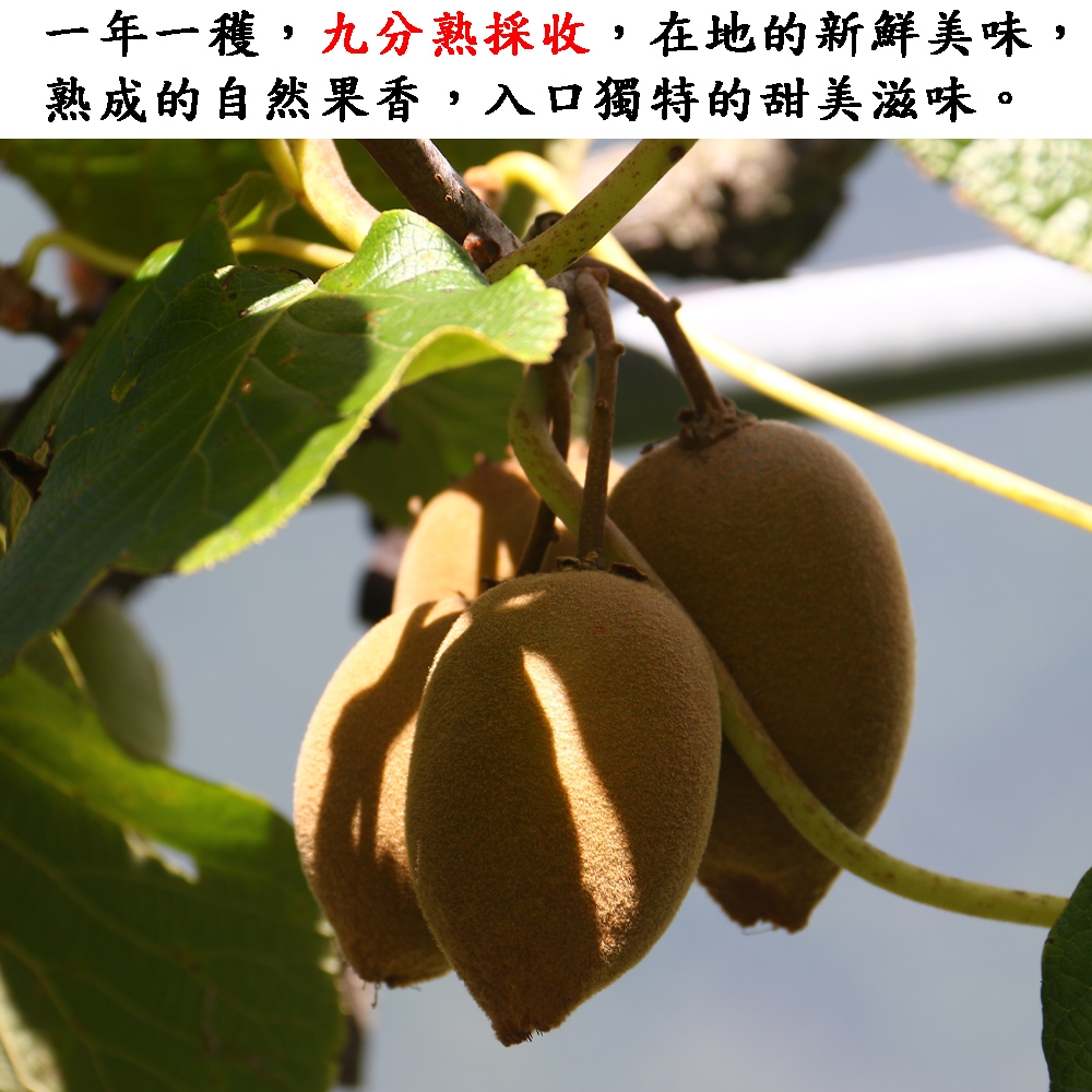 愛蜜果台灣合歡山翠峰黃金奇異果11顆禮盒(約2.5斤/盒) | 奇異果/山竹/榴槤| Yahoo購物中心