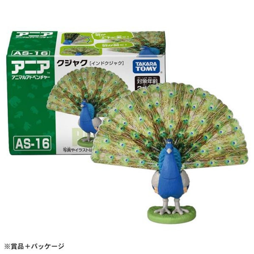 孔雀 6A928BBC6A-SP-21011254.jpg