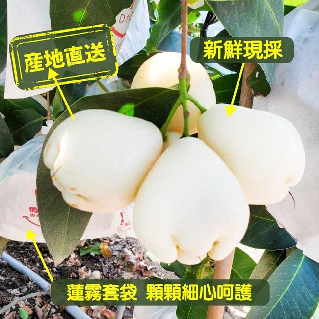 果農直配】屏東林邊貴妃白玉蓮霧大果3.5斤x1盒(每盒14-20顆) | 蕃茄
