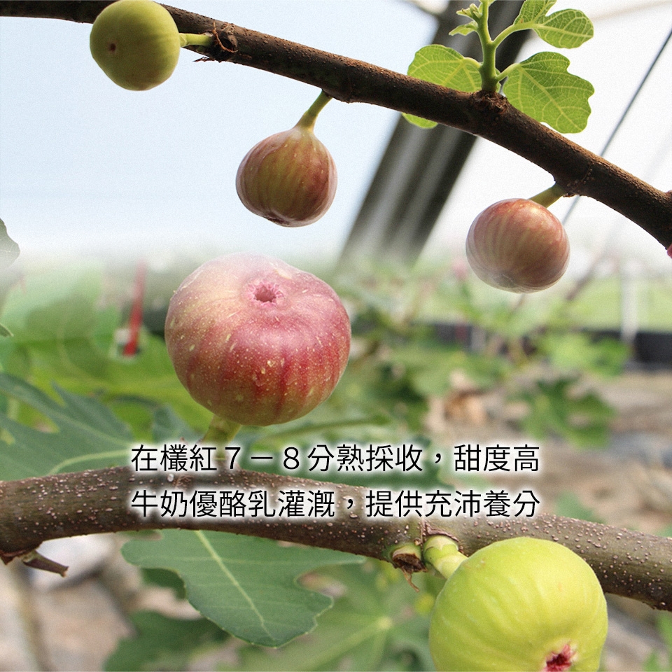 一籃子》彰化田尾有機無花果(1斤/箱) | 其他水果| Yahoo購物中心
