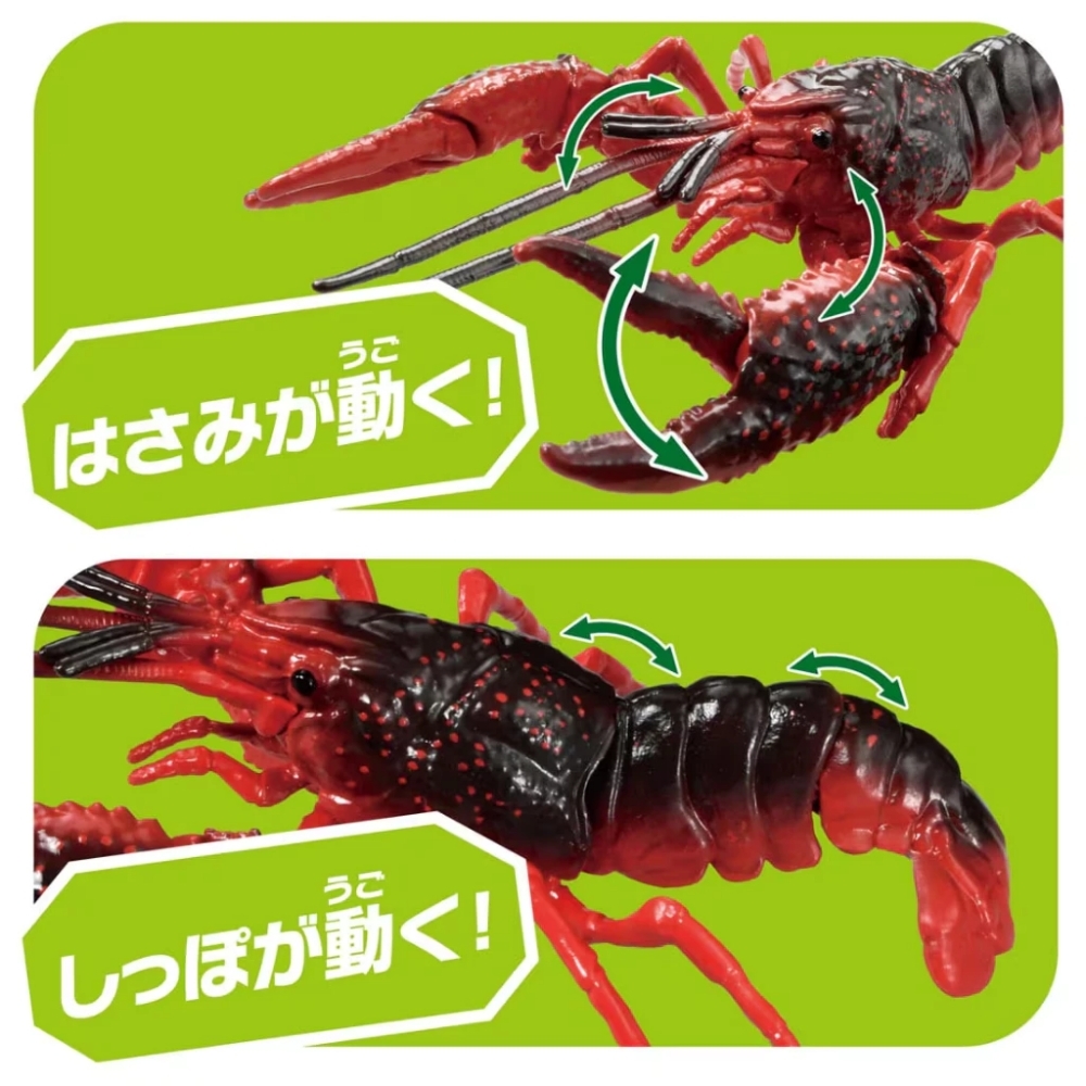 龍蝦31 任選TOMICA ANIA 探索動物系列AL-31 小龍蝦AN95249 多美動物園